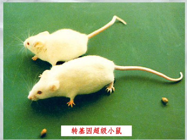 转基因鼠过程图片