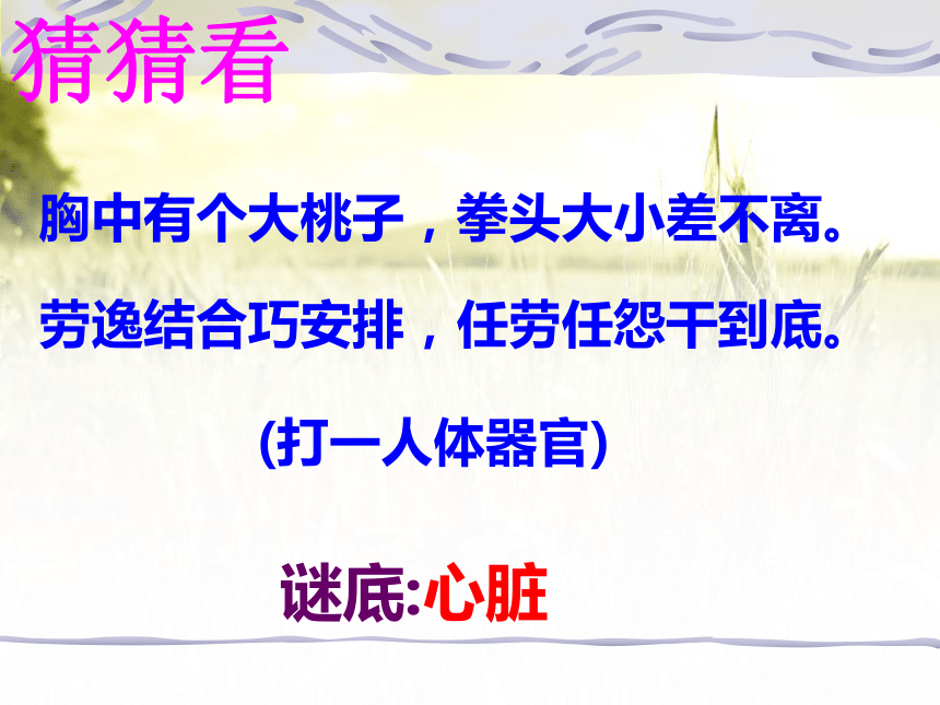 人教版七年级生物下册第四单元第四章第三节输送血液的泵-心脏 课件（共35张PPT）