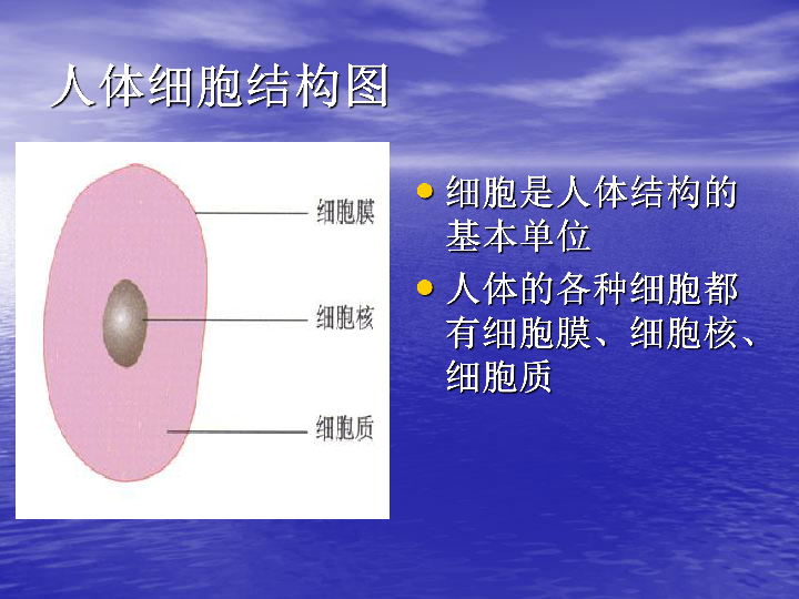 上海版八年级上册生物  1.1.1 人体内的细胞是如何组织起来的 课件(23张PPT)