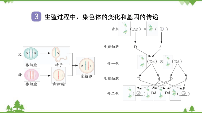 初二生物遗传图解六个图片