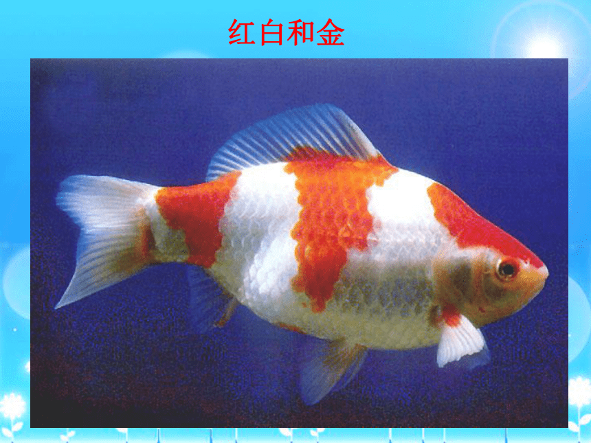 科学二年级上人教版1.4金鱼课件(28张)