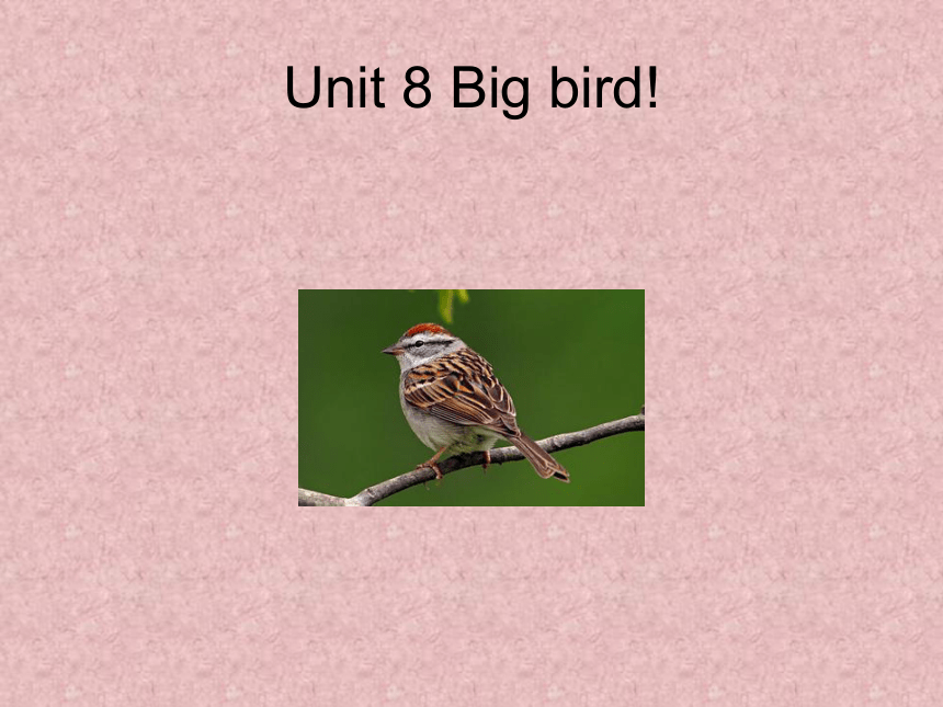 Unit 8 Big bird 课件