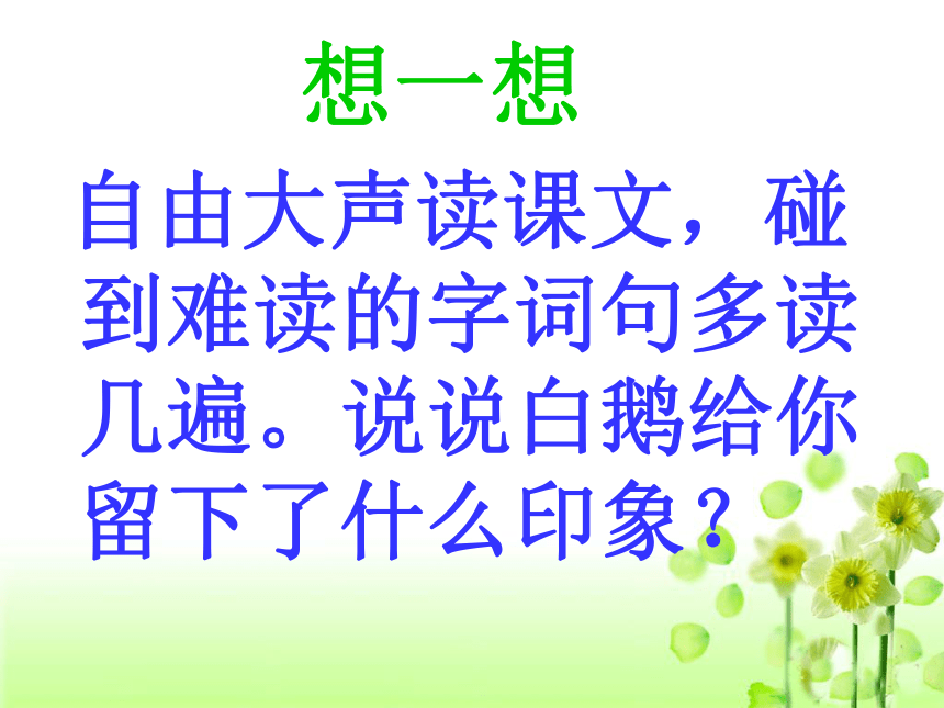 《白鹅》课件 (共17张PPT)