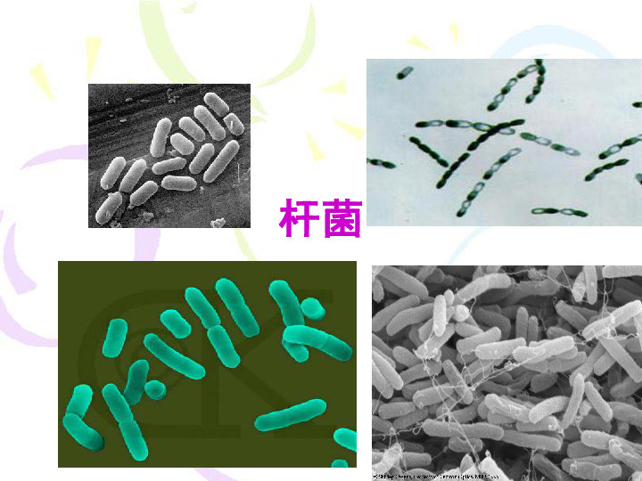 六年级上册科学课件-1.5 细菌和病毒 冀教版 (共18张PPT)