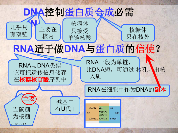 人教版高中生物必修二 4.1 基因指导蛋白质的合成（24张）