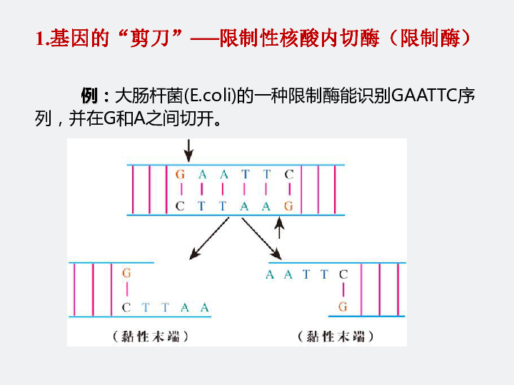 高中生物人教版必修二6.2 基因工程及其应用(共26张PPT)