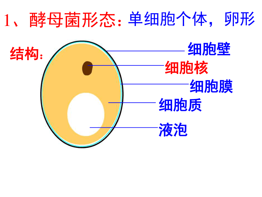 20212022学年冀教版生物八年级上册521酵母菌和霉菌课件共22张ppt