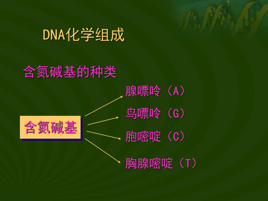 DNA分子结构[上学期]