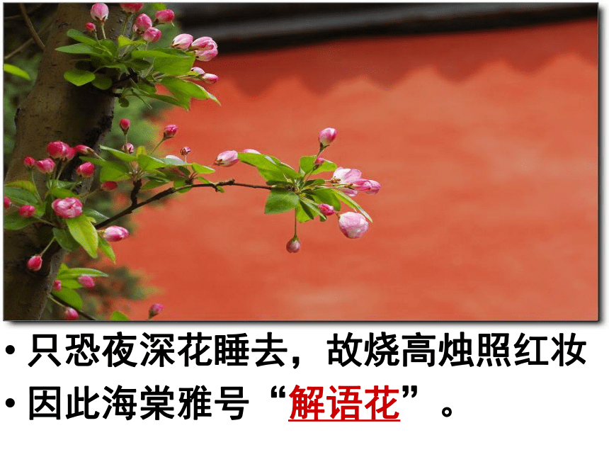 2015-2016北京课改版语文八年级下册第五单元课件：第18课《西花厅的海棠花又开了》 （共75张PPT）