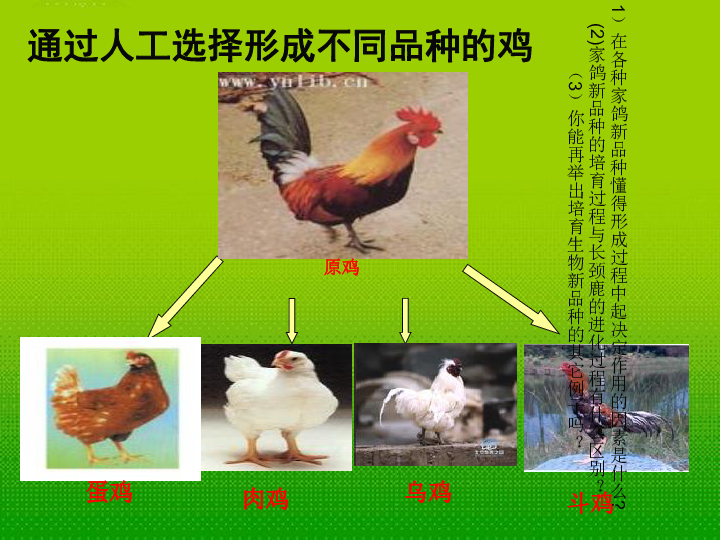 苏科版八下生物  23.3 生物进化的原因 课件（26张PPT）