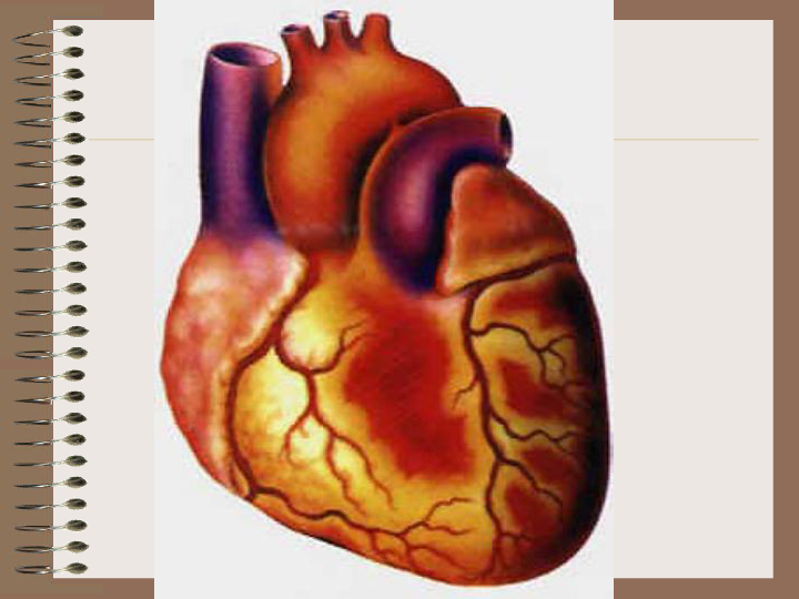 3心脏和血管  课件(19张PPT)