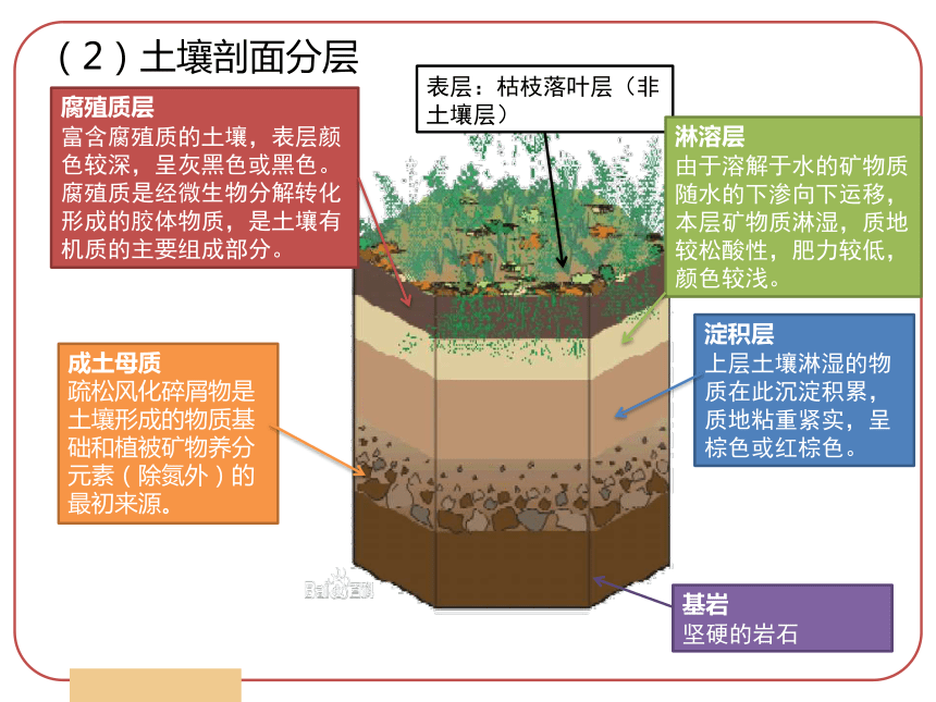 土壤剖面由什么组成图片