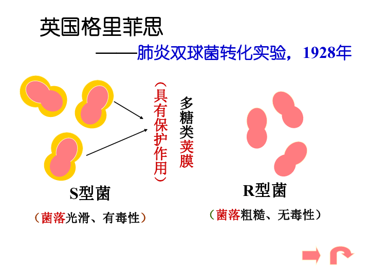 高中生物浙科版必修二第三章第1节 核酸是遗传物质的证据 课件 (共32张PPT)