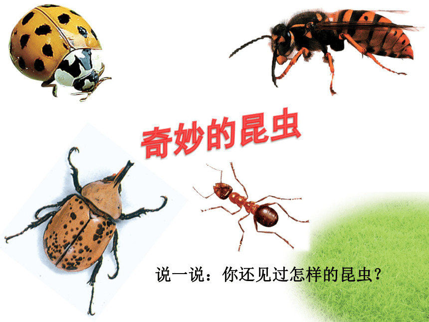 19 奇妙的昆虫 课件 (2)