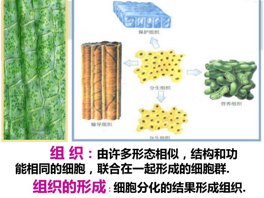 植物细胞分化过程图图片