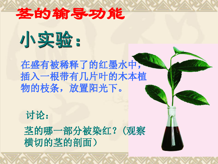 苏教版七上生物 5.4 植物茎的输导功能 课件（共20张PPT）
