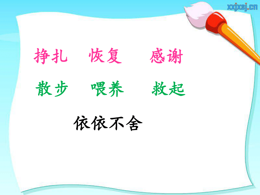 语文二年级下北京版3.12《幸运的小海豹》课件2