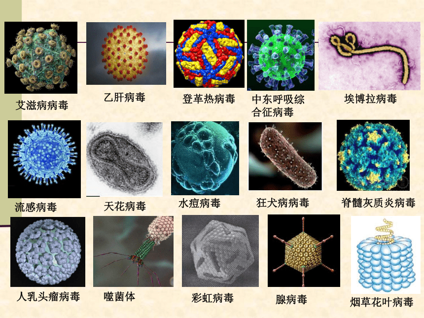 沪科版高中生物第一册第3章第3节非细胞形态的生物病毒课件33张