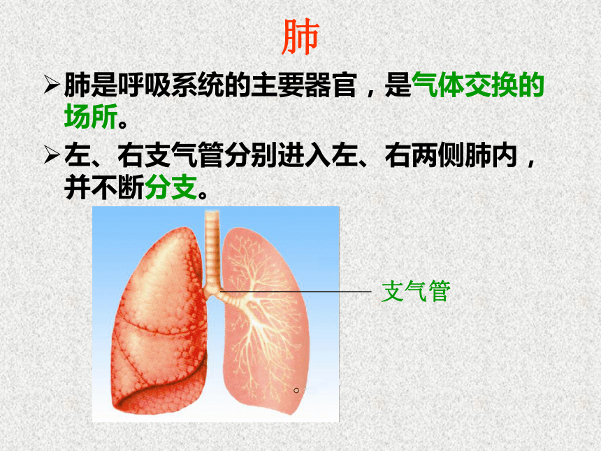 2017云南中考试题研究 生物 名师ppt 人体的呼吸