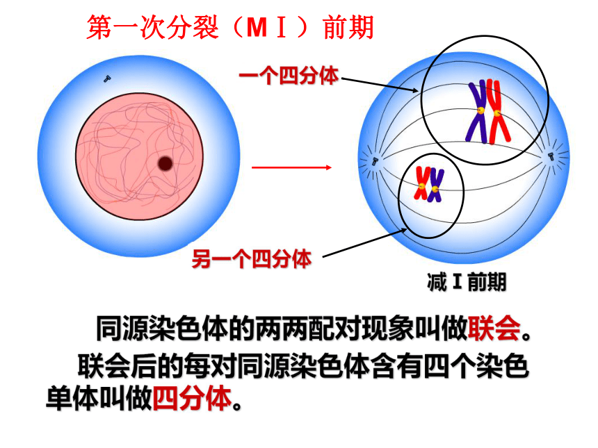 高中生物北师的版必修二第二章第1节染色体是遗传信息的载体之二 染色体在减数分裂中的行为 课件（46张PPT）