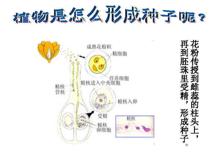 2.7动物的繁殖活动   课件(32张PPT)