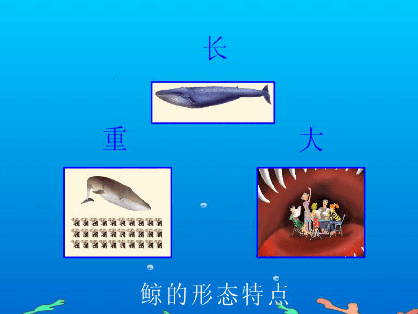 《鲸》课件 (共51张PPT)