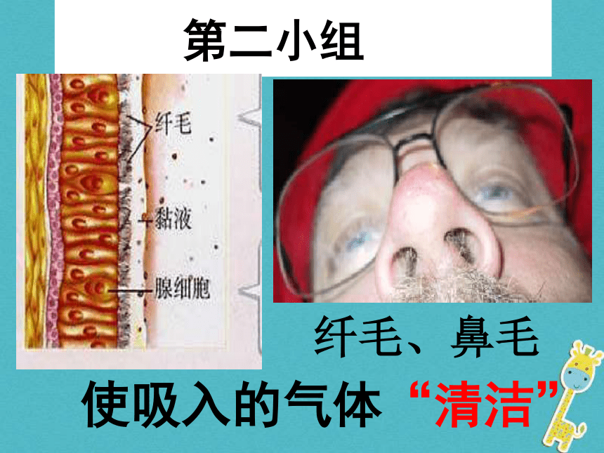 广东省中山市七年级生物下册第四单元第三章人体的呼吸（呼吸道对空气的处理）课件（新版）17张PPT            新人教版