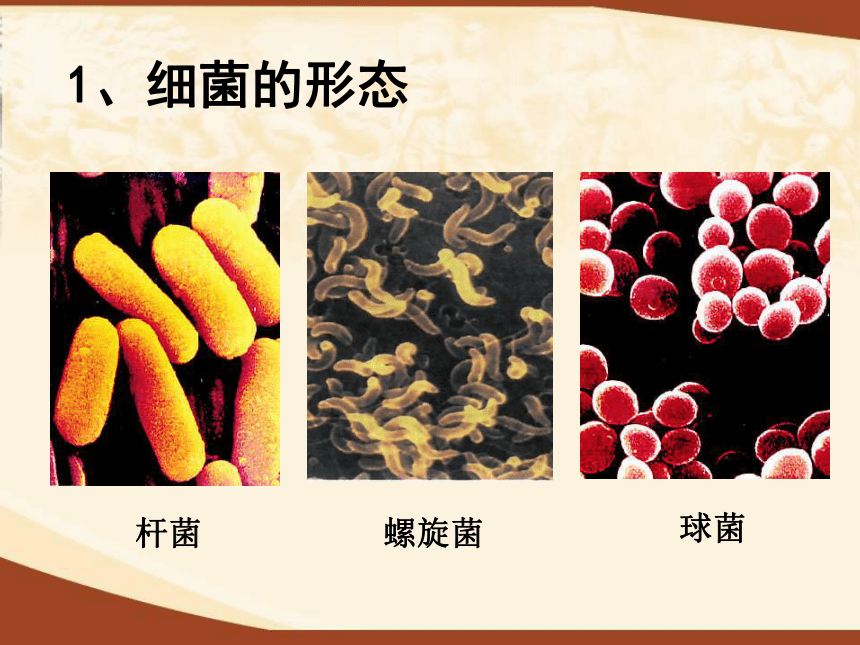 第二节 细菌