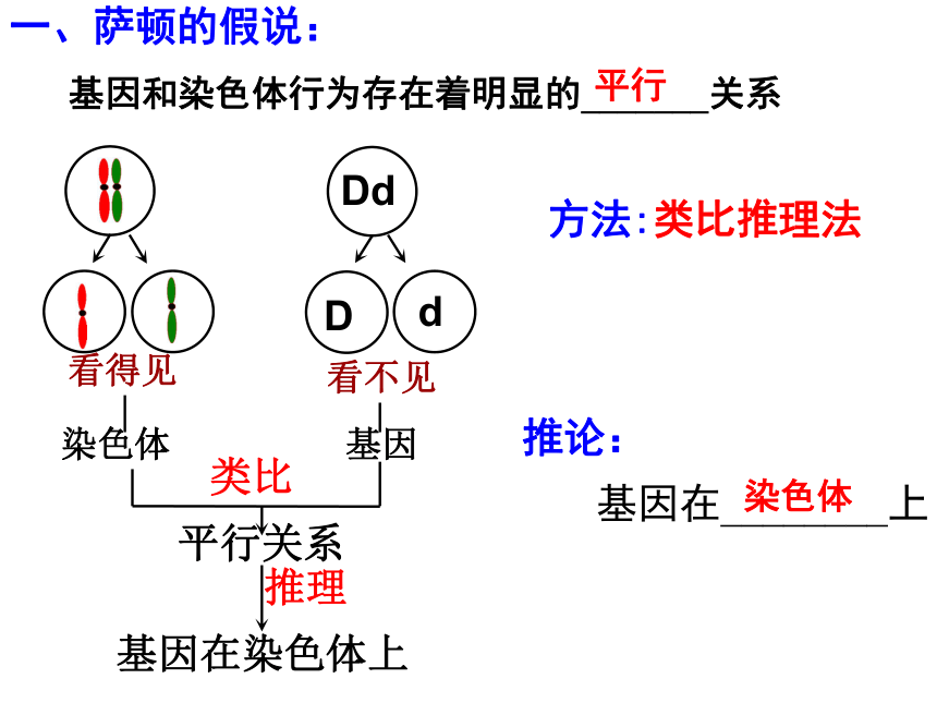 福建省晋江市季延中学人教版高中生物必修二课件：2.2基因在染色体上 (共33张PPT)