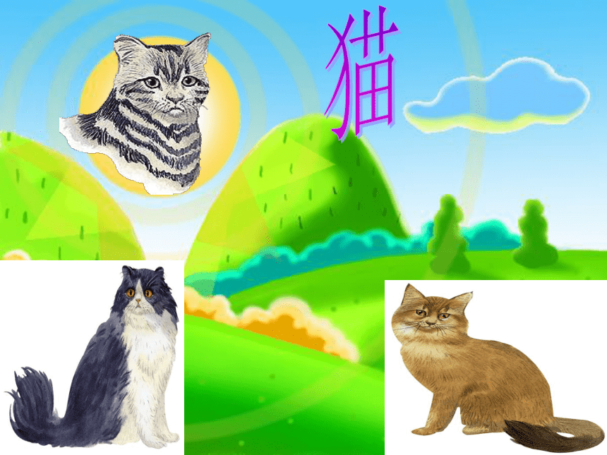 五年级语文上册课件 猫 3（北京版）