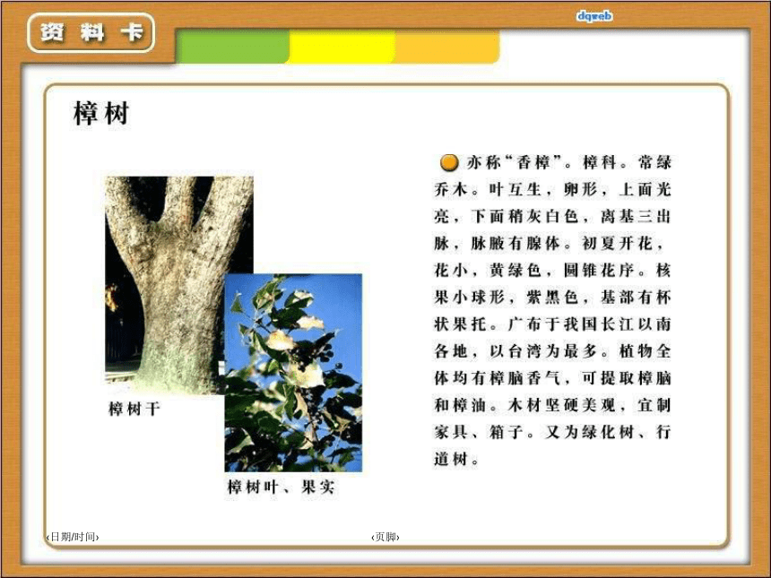 语文四年级下苏教版7.23《宋庆龄故居的樟树》课件1