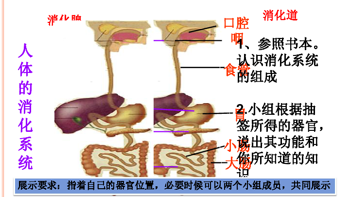 苏科版七上生物 3.5.4人体对食物的消化吸收 课件  (17张PPT)