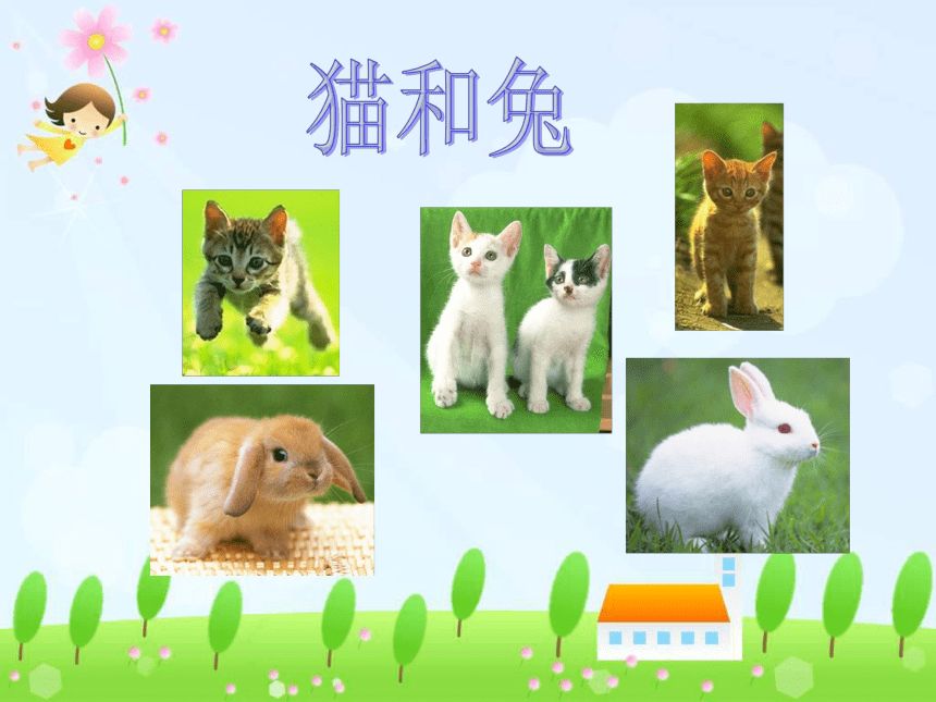 科学三年级下青岛版4.3猫和兔课件2