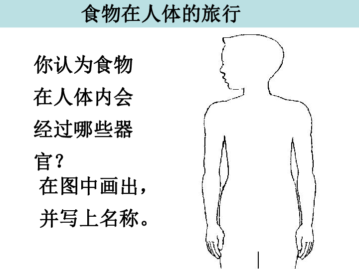 食物在体内的旅行 课件(共14张ppt)