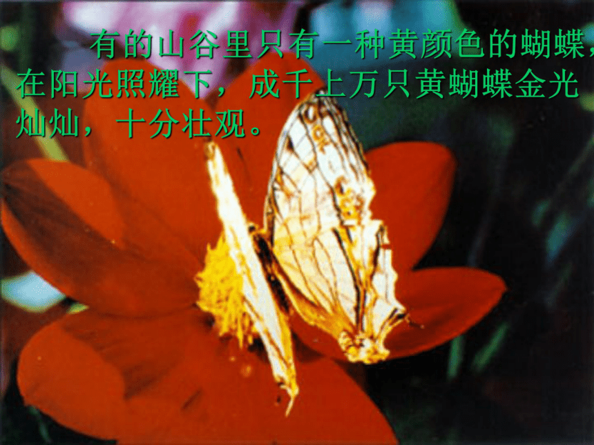 二年级语文上册课件 台湾的蝴蝶谷 4（北京版）