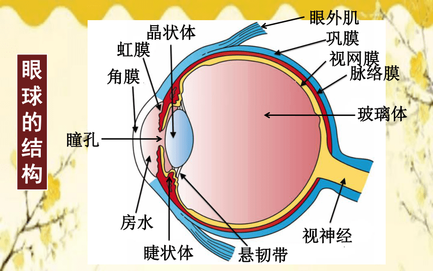眼球的结构图七年级图片