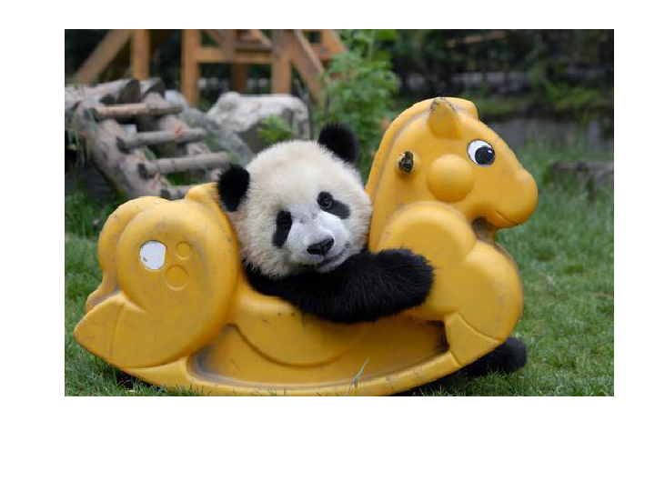 河大版信息技术六下第8课《可爱的熊猫慢慢走过来（二）—动画效果》课件（10张幻灯片）