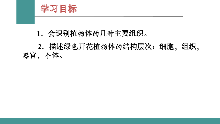 2.2.3 植物体的结构层次  课件(共23张PPT)  2021-2022学年人教版七年级生物上册