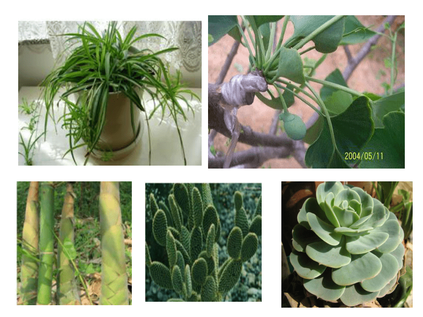 植物的“分身术”课件PPT下载 青岛版科学五年级下册课件