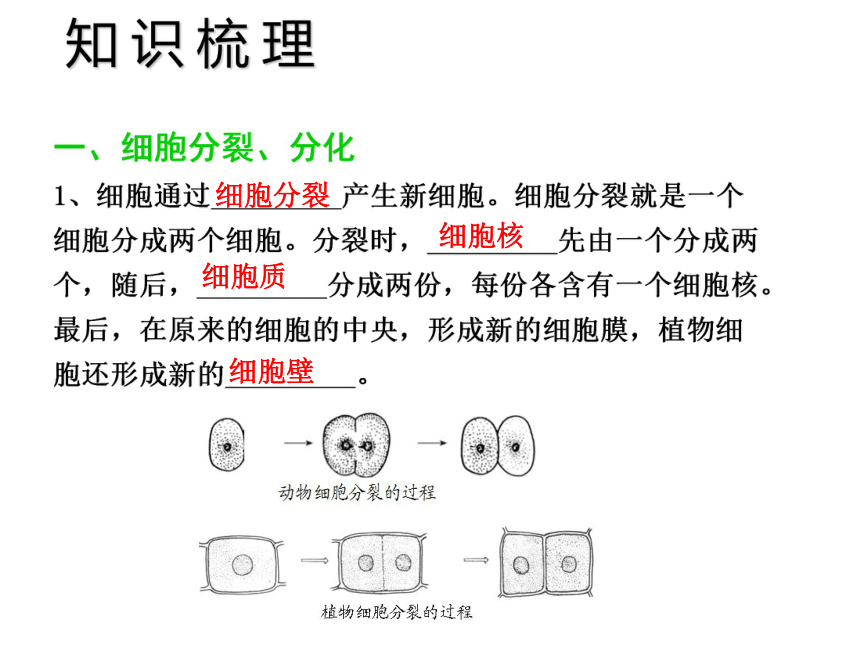 中考宝典2016中考（深圳版）生物会考课件：第三单元 生物体的结构层次（共25张PPT）