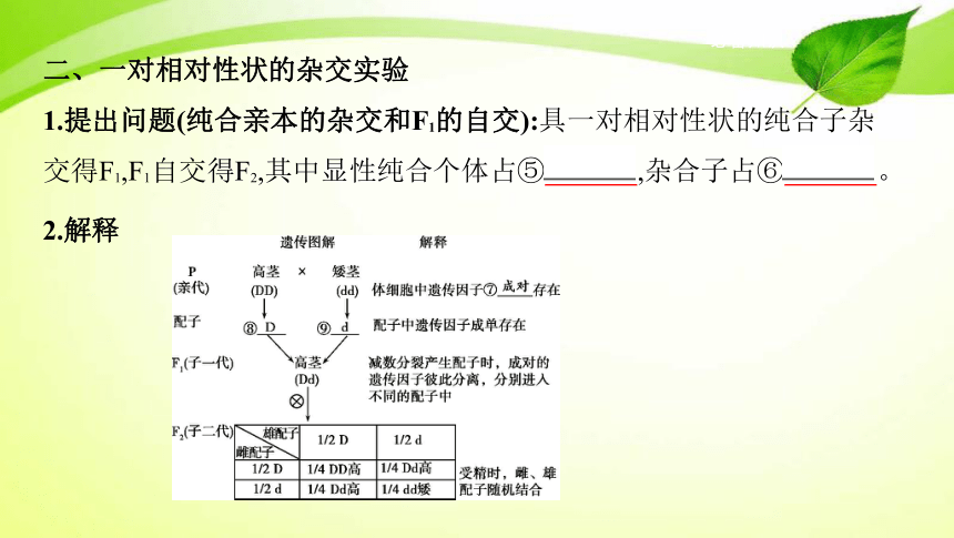 高考生物專題課件14基因的分離定律共46張ppt