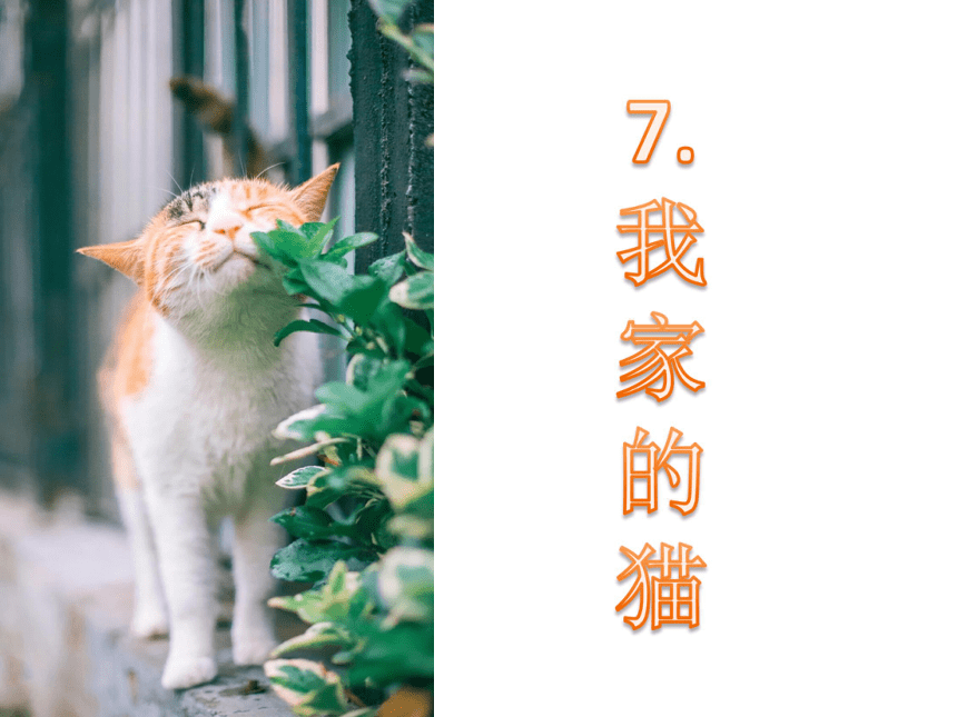 三年级下册美术课件-《第7课 我家的猫》 辽海版(共18张PPT)