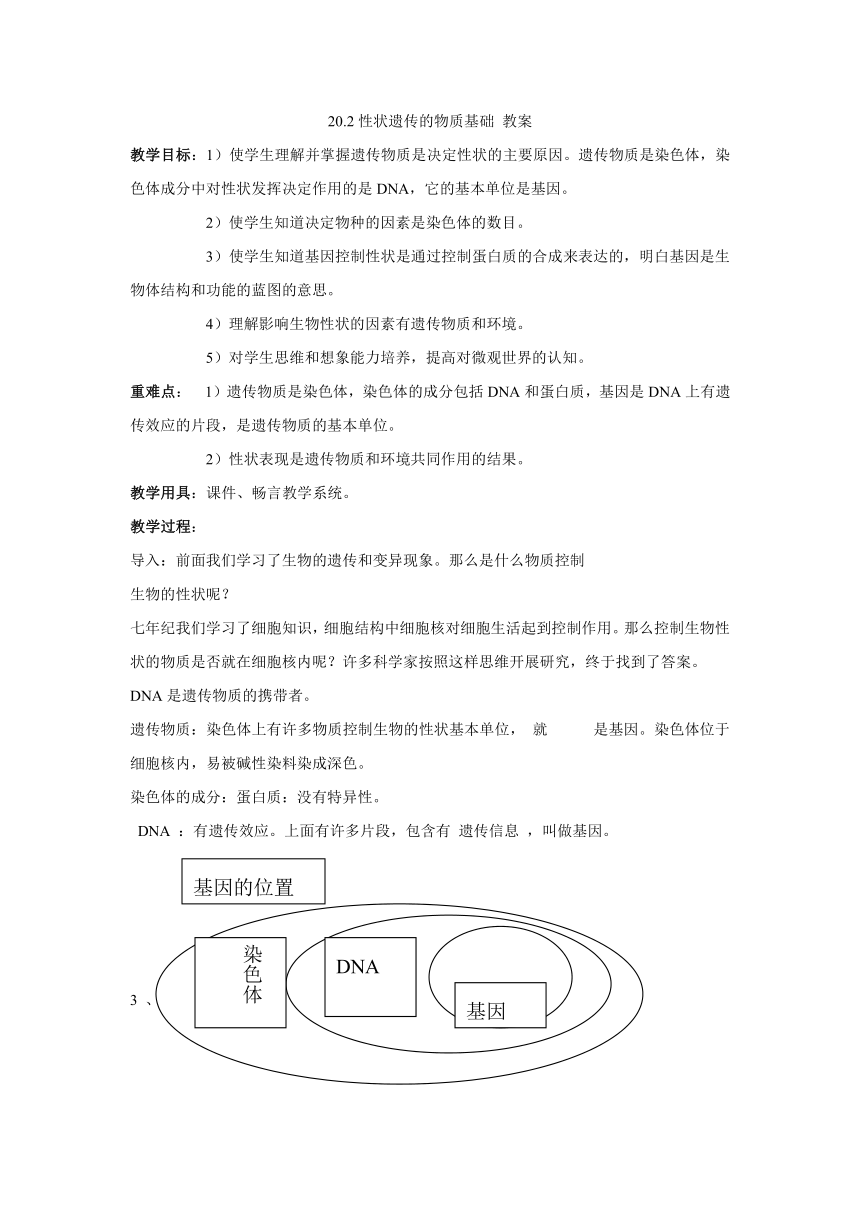 20.2性状遗传的物质基础 教案