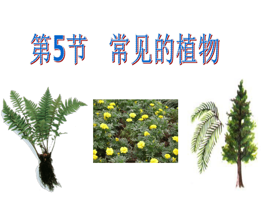 浙教版科学七年级上册课件：2.5 常见的植物（课件 24张ppt）