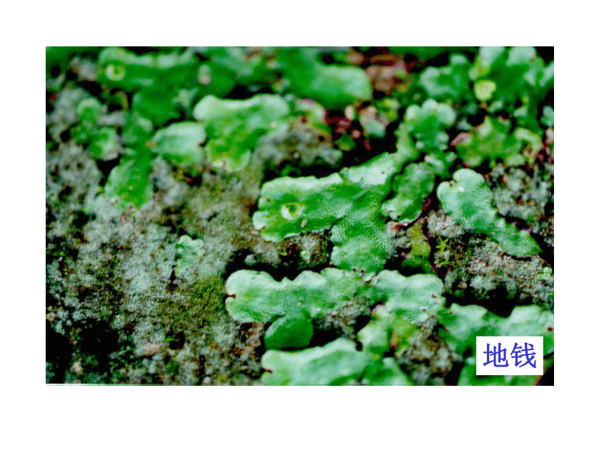 藻类植物 课件 （共24张PPT）