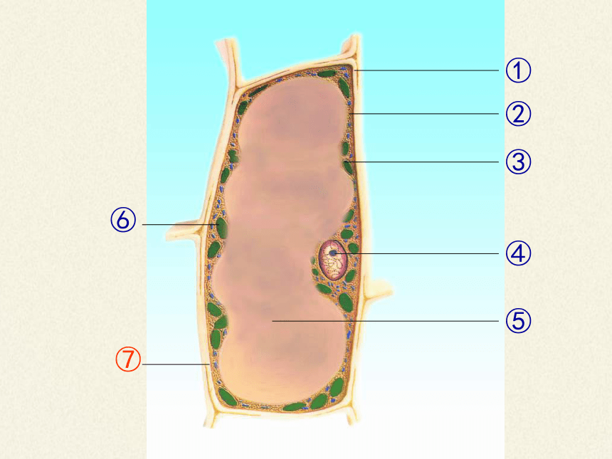 苏教版七年级生物上册第三章第一节植物细胞的结构和功能课件共20张