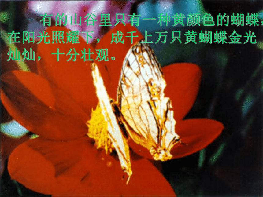 北京版二年级语文上册《台湾的蝴蝶谷 4》ppt课件