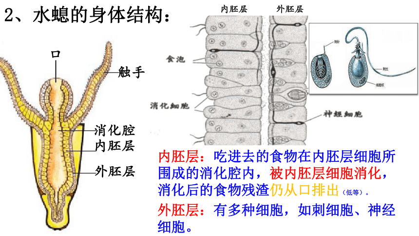 5.1.1腔肠动物和扁形动物 课件（22张PPT）