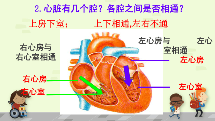 人教版七年级生物下册4.4.3输送血液的泵—心脏 课件 (共33张PPT)