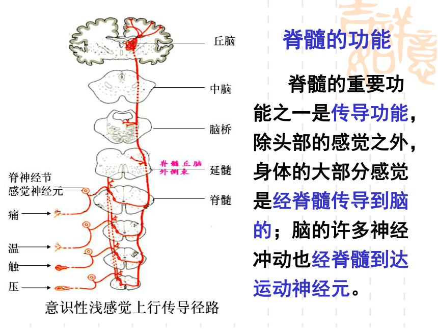 2017-2018学年人教版必修3 第二章第二节通过神经系统的调节  课件（45张）